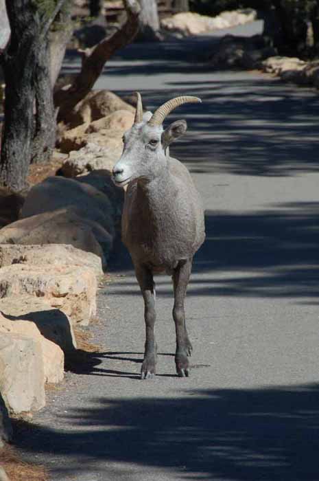 baby big horn sheep